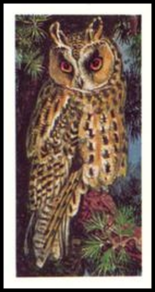 34 Long Eared Owl